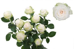 ROSE BR. MISS BOMBASTIC 50